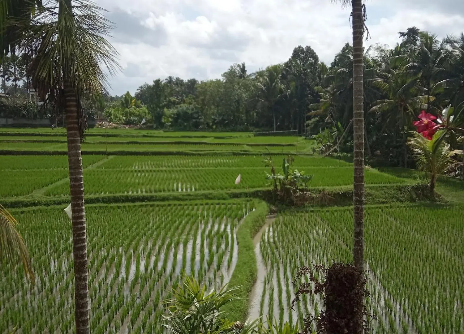 בית הארחה Bella Villas Ubud