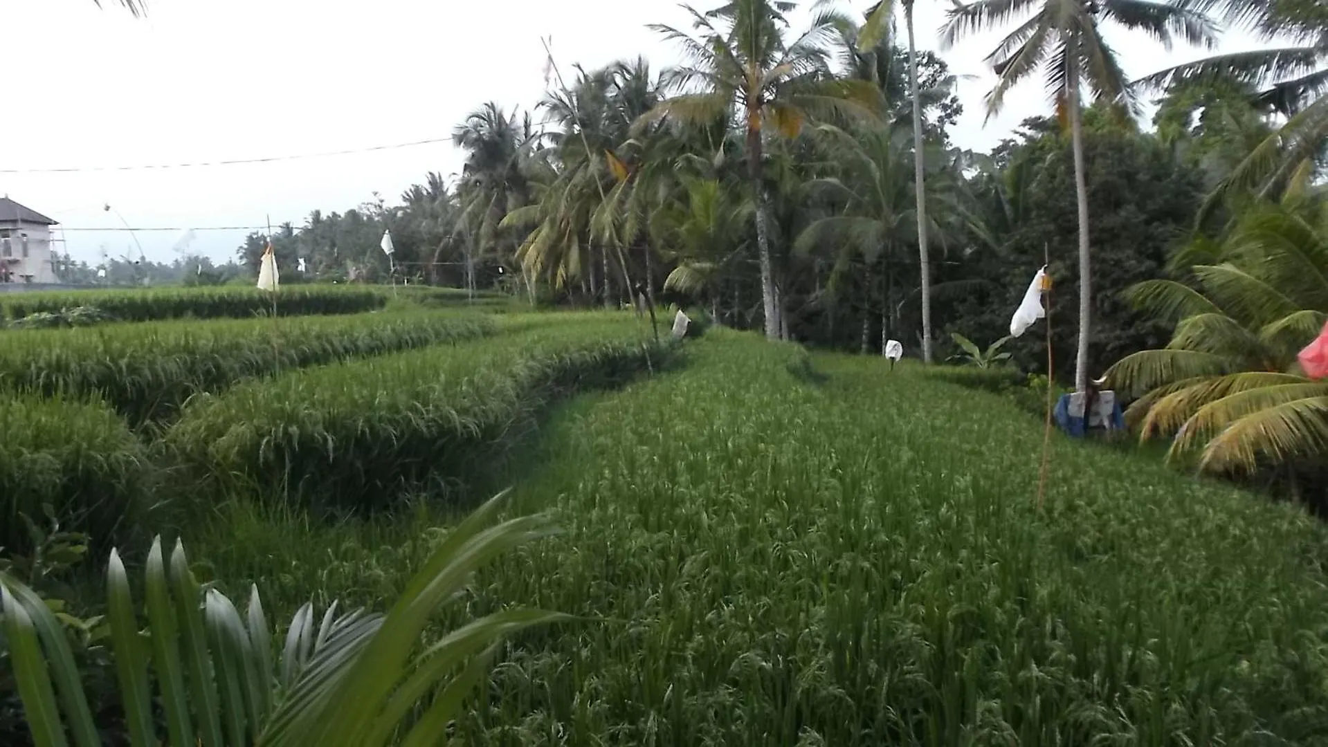 Bella Villas Ubud אינדונזיה